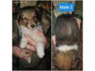 Shetland Sheepdog Puppy for sale in Pineville, WV, USA