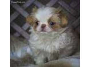 Mutt Puppy for sale in Barnesville, PA, USA