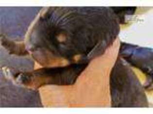 Rottweiler Puppy for sale in Phoenix, AZ, USA