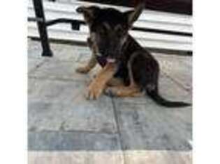 German Shepherd Dog Puppy for sale in Middle Island, NY, USA