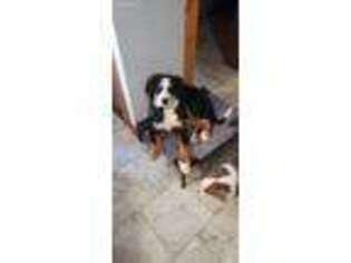 Bernese Mountain Dog Puppy for sale in Poplar Grove, IL, USA
