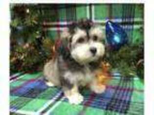 Havanese Puppy for sale in Stafford, VA, USA