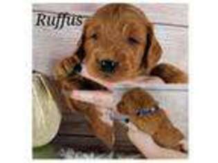Goldendoodle Puppy for sale in Cassville, MO, USA