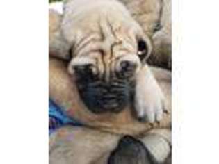 Mastiff Puppy for sale in Atascadero, CA, USA
