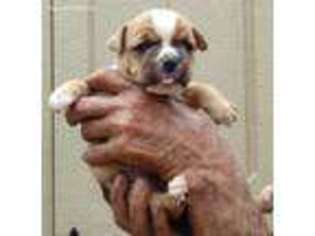 Olde English Bulldogge Puppy for sale in Vilonia, AR, USA