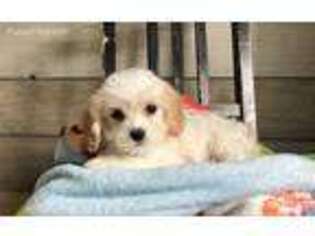 Cavachon Puppy for sale in Yorkville, IL, USA