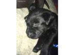 Labrador Retriever Puppy for sale in Strong, ME, USA