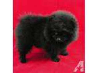 Pomeranian Puppy for sale in ARDMORE, OK, USA