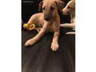 Whippet Puppy for sale in Detroit, MI, USA