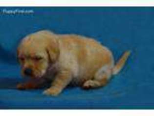 Labrador Retriever Puppy for sale in Delhi, IA, USA