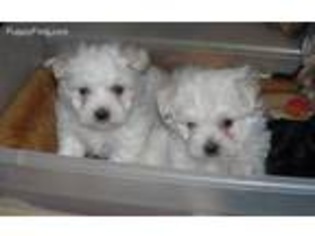 Maltese Puppy for sale in Kirkland, WA, USA