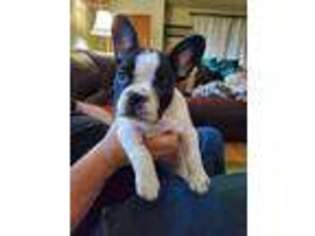 French Bulldog Puppy for sale in Greenville, CA, USA