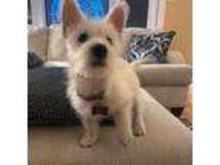West Highland White Terrier Puppy for sale in Allentown, PA, USA