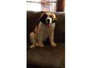 Saint Bernard Puppy for sale in Doylestown, OH, USA