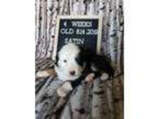 Miniature Australian Shepherd Puppy for sale in Killen, AL, USA