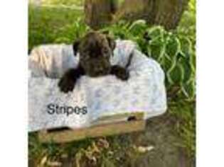 Cane Corso Puppy for sale in Lansing, IL, USA