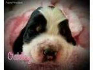 English Springer Spaniel Puppy for sale in Holladay, TN, USA