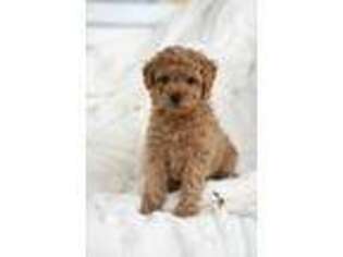 Goldendoodle Puppy for sale in Rock Island, TN, USA