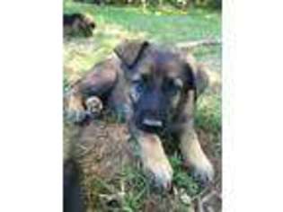 German Shepherd Dog Puppy for sale in Hollister, MO, USA