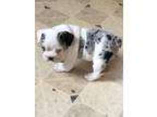 Bulldog Puppy for sale in Mason, OH, USA