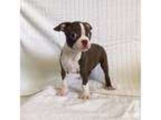 Boston Terrier Puppy for sale in SACRAMENTO, CA, USA