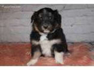 Australian Shepherd Puppy for sale in Lucasville, OH, USA