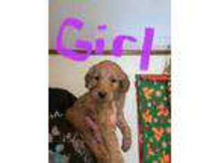 Goldendoodle Puppy for sale in Athens, MI, USA
