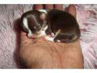 Chihuahua Puppy for sale in Phoenix, AZ, USA