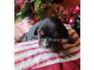 Cavalier King Charles Spaniel Puppy for sale in Plato, MO, USA