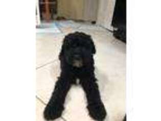 Labradoodle Puppy for sale in Sebastian, FL, USA