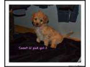 Goldendoodle Puppy for sale in CADOTT, WI, USA