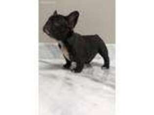 French Bulldog Puppy for sale in Beaumont, TX, USA