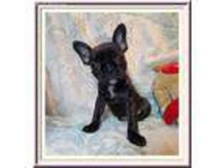 French Bulldog Puppy for sale in Marianna, FL, USA