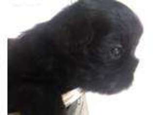 Mutt Puppy for sale in Niota, TN, USA