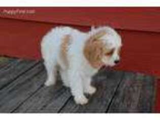 Cavapoo Puppy for sale in Harrison, OH, USA