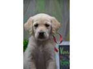 Goldendoodle Puppy for sale in East Palestine, OH, USA