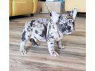 French Bulldog Puppy for sale in San Clemente, CA, USA