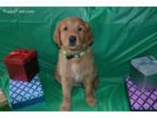 Golden Retriever Puppy for sale in Marshall, MO, USA