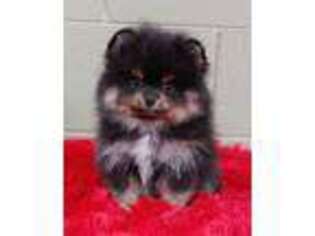 Pomeranian Puppy for sale in San Luis Obispo, CA, USA