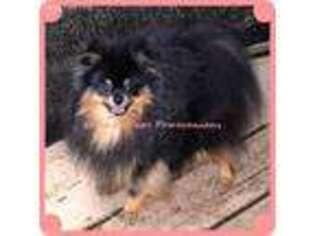 Pomeranian Puppy for sale in Conroe, TX, USA