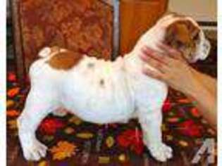 Bulldog Puppy for sale in LAKE OSWEGO, OR, USA