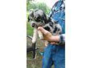 Miniature Australian Shepherd Puppy for sale in Stratford, OK, USA