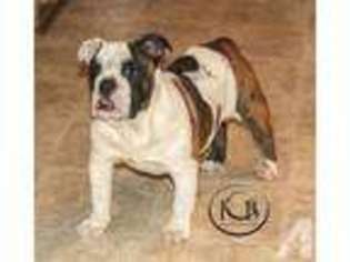 Bulldog Puppy for sale in MEDINA, OH, USA