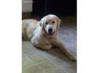 Golden Retriever Puppy for sale in Swansea, MA, USA