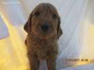 Goldendoodle Puppy for sale in Marshallville, OH, USA