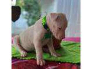 Dogo Argentino Puppy for sale in North Miami, FL, USA