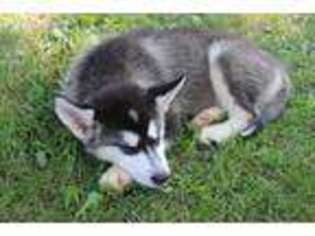Alaskan Malamute Puppy for sale in Litchfield, MI, USA