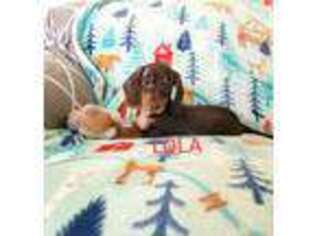 Dachshund Puppy for sale in Wallace, CA, USA