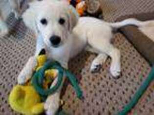 Golden Retriever Puppy for sale in Oscoda, MI, USA