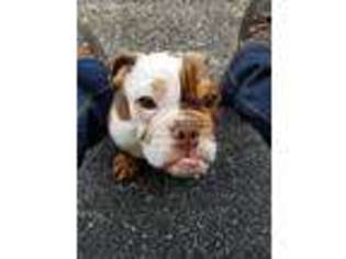 Bulldog Puppy for sale in Alsip, IL, USA